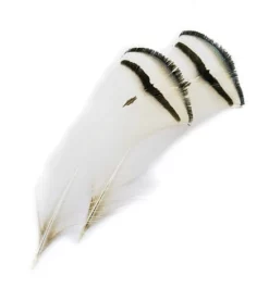 Amherst Pheasant Tipper Feathers Veniard