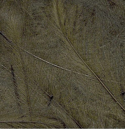 CDC Feathers Veniard Super Select 37 CDC Feathers Veniard Super Select - Image 37