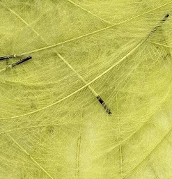 CDC Feathers Veniard Super Select 74 CDC Feathers Veniard Super Select -Tools Shop cdc feathers marc petitjean bulk pack 1g.p.269638 3