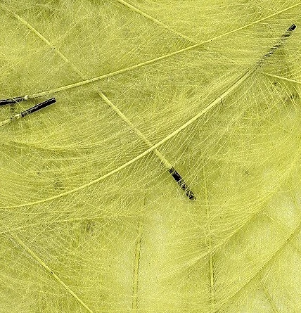 CDC Feathers Tommi-Fly 24 CDC Feathers Tommi-Fly - Image 24