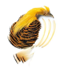 Golden Pheasant Veniard Complete Head
