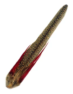 Golden Pheasant Veniard Complete Tail