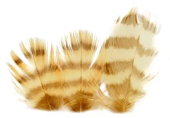 Grouse Veniard Body Plumage