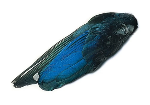 Magpie Veniard Whole Wings 1 Magpie Veniard Whole Wings