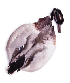 Mallard Duck Veniard Complete Body Skin