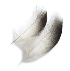 Mallard Duck Veniard Drake Bronze Shoulders