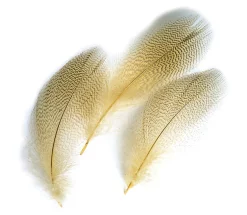 Mallard Duck Veniard Drake Grey Flank Mixed