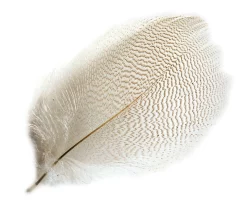 Mallard Duck Veniard Drake Grey Flank Selected