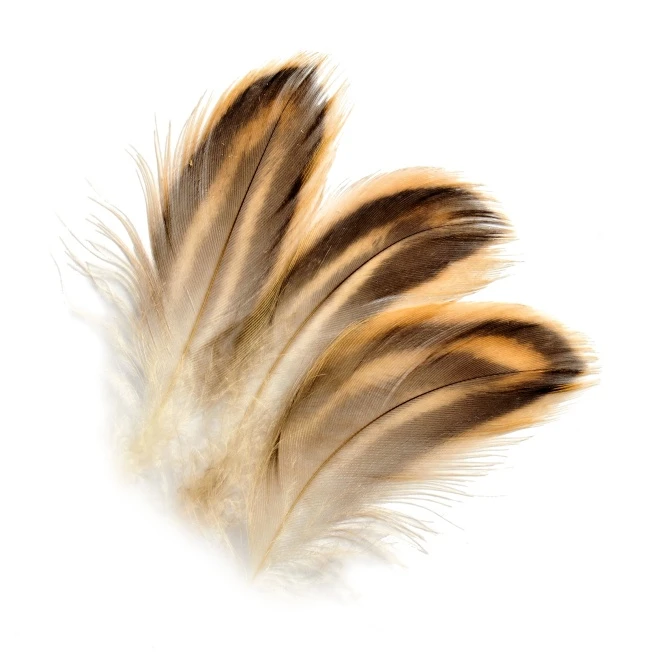 Mallard Duck Veniard Hen Flank Feathers 1 Mallard Duck Veniard Hen Flank Feathers