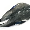 Mallard Duck Veniard Whole Wings