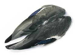 Mallard Duck Veniard Whole Wings