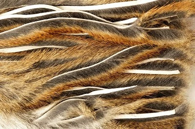 Micro Zonker Pine Squirrel Veniard Whole Skin 2 Micro Zonker Pine Squirrel Veniard Whole Skin - Image 2