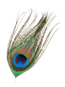 Peacock Veniard Eye Top