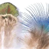 Peacock Veniard Feathers