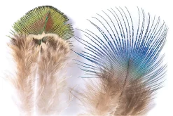 Peacock Veniard Feathers