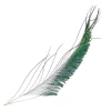 Peacock Veniard Sword Tails