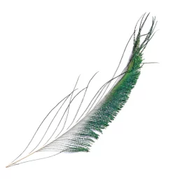 Peacock Veniard Sword Tails