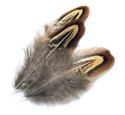 Pheasant Veniard Cock Rigneck Shoulder Church Windows