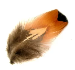 Pheasant Veniard Cock Ringneck Feathers