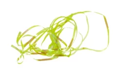 Shiny Back & Body Tommi-Fly