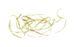 Shiny Back & Body Tommi-Fly -Tools Shop shiny back body tommi fly.p.271218