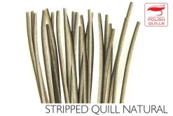 Polishquills Stripped Peacock Quill Polish Quills