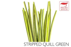 High Definition Synthetic Quills FlyBox -Tools Shop stripped peacock quill polish quills.p.196056 9