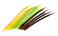 Turkey Biots Veniard